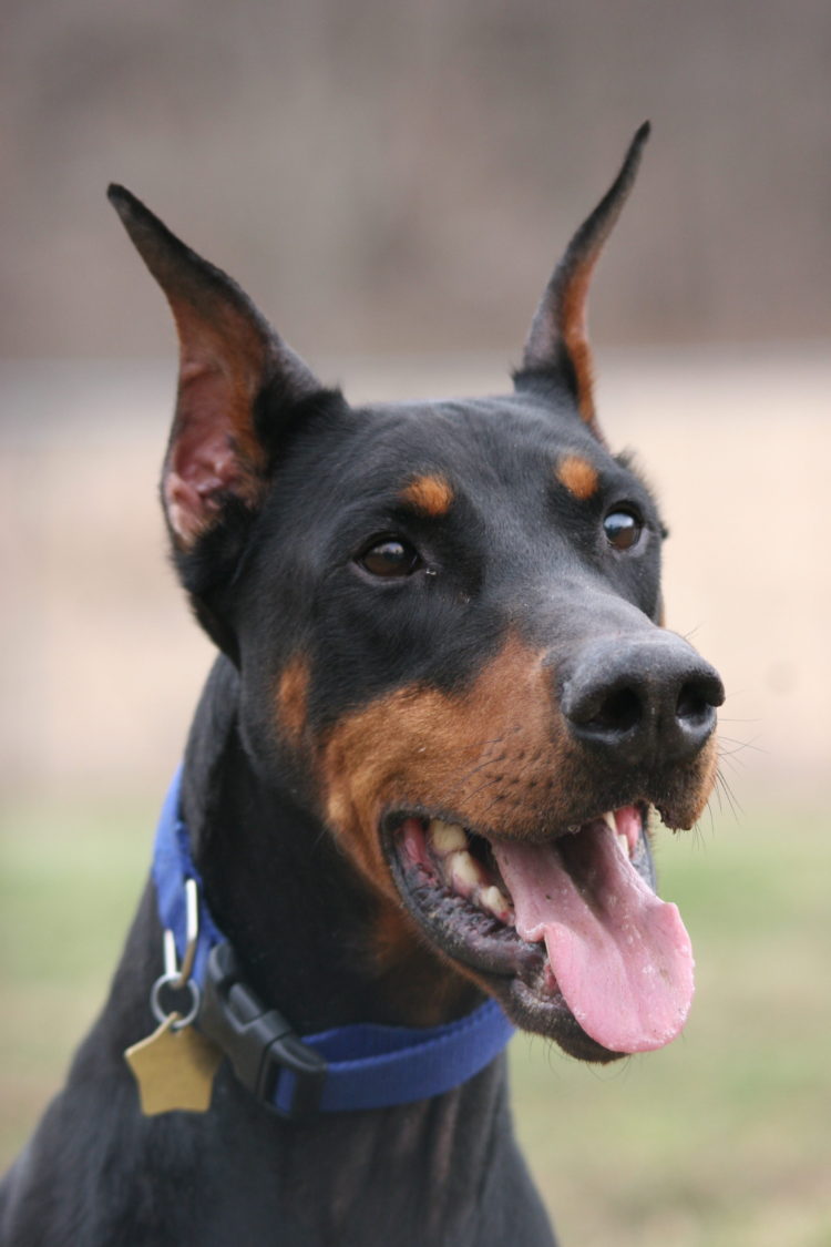 Dogs for Adoption Doberman Rescue Unlimited