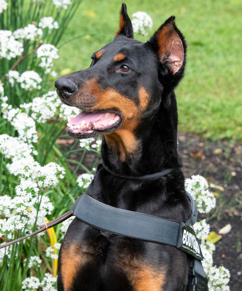 doberman adoptions near me