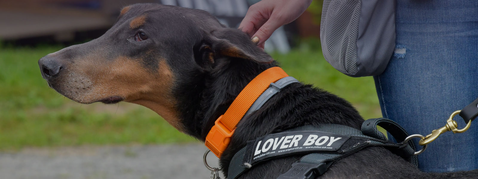 Rainbow Bridge Full Content - Doberman Rescue Unltd