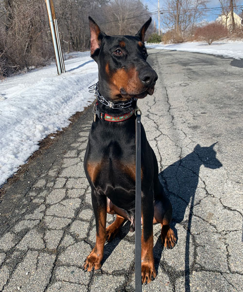 doberman adoption