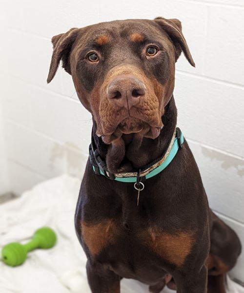 Rescue a Doberman Meet Scooby Doberman Rescue Unltd