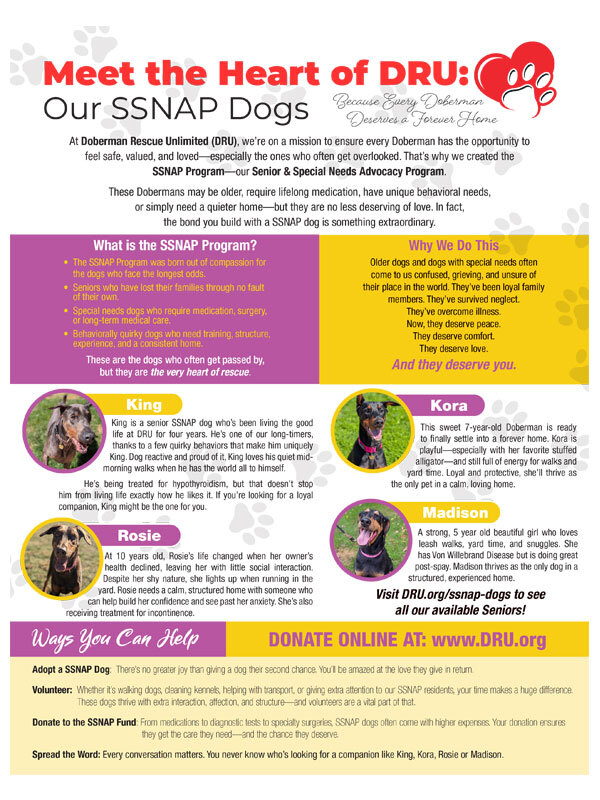Cover image of Meet the Heart of DRU: Our SSNAP Dogs
